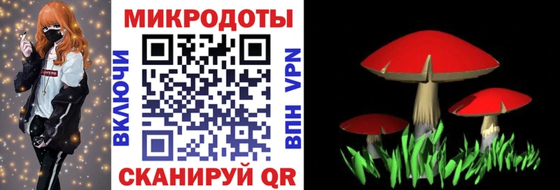 Псилоцибиновые грибы прущие грибы Вышний Волочёк